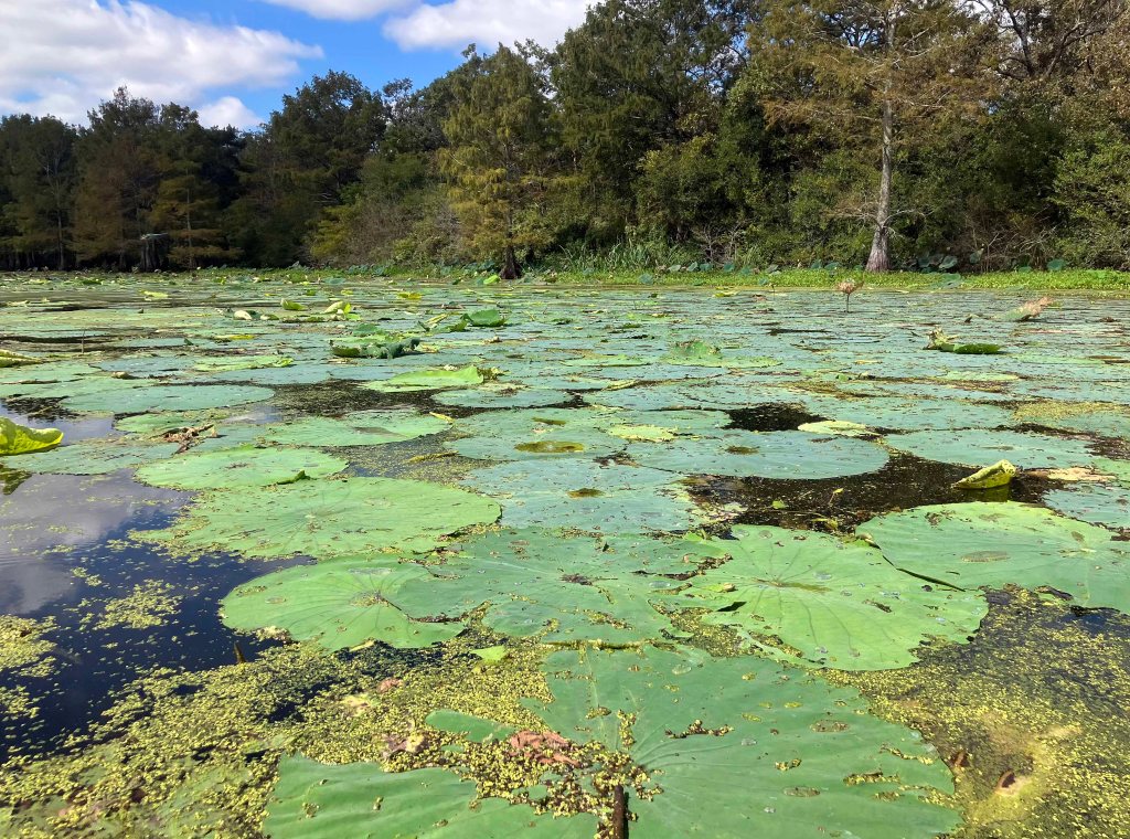 Kayak paddle scenery picture Mercer Bayou, Sulphur River WMA, Texarkana Arkansas