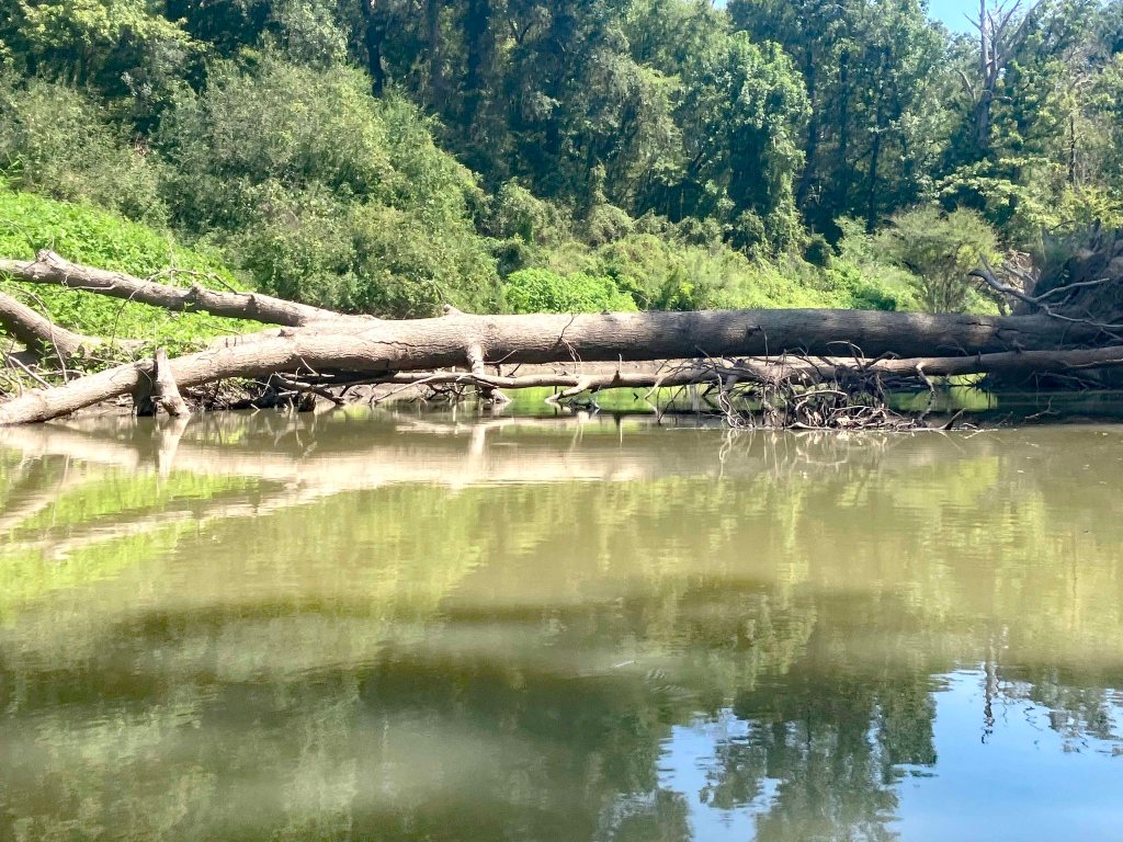 Kayak paddle scenery picture, Sulphur River, White Oak Creek WMA, Hwy TX67 Launch