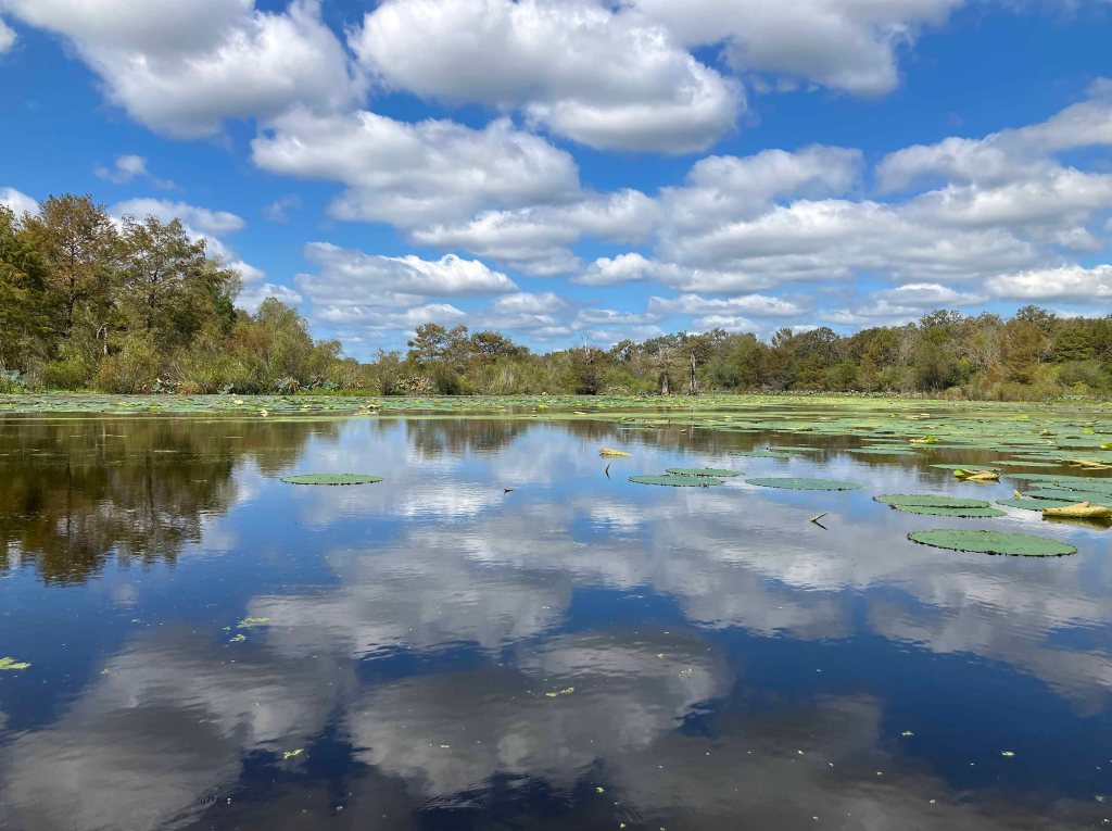 Kayak paddle scenery picture Mercer Bayou, Sulphur River WMA, Texarkana Arkansas