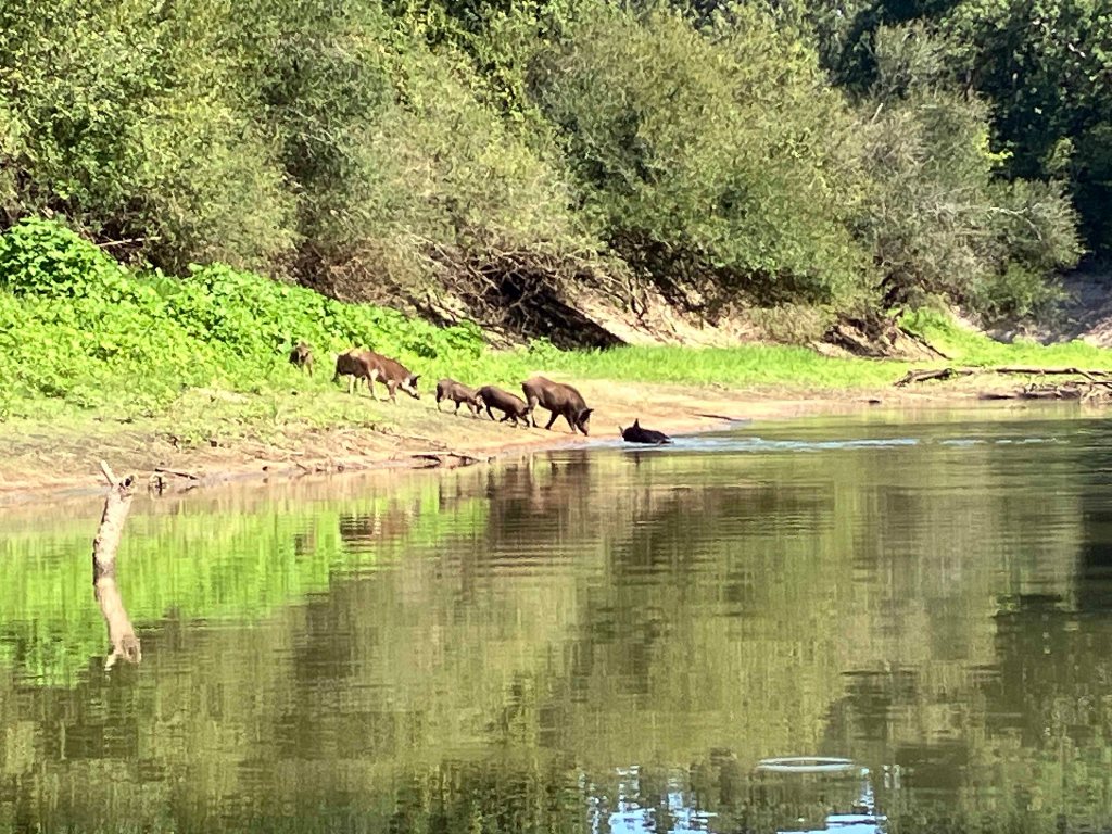 Kayak paddle scenery picture, Sulphur River below Wright Patman, Hwy 59