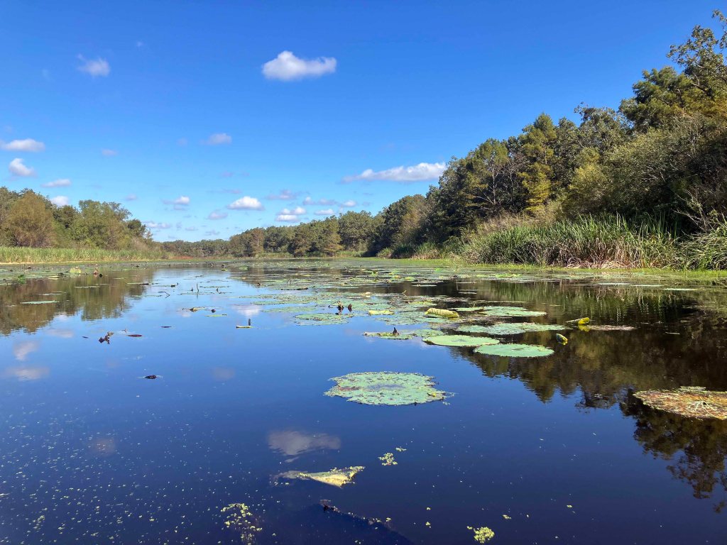 Kayak paddle scenery picture Mercer Bayou, Sulphur River WMA, Texarkana Arkansas
