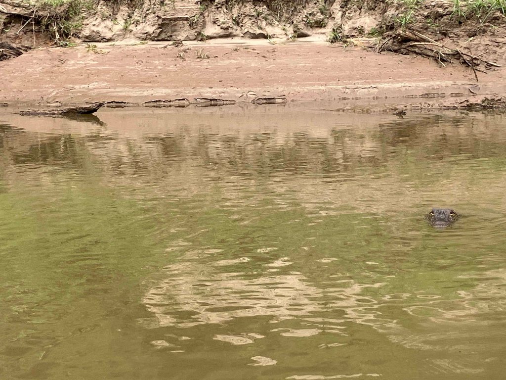 Kayak paddle scenery picture, Sulphur River WMA, Road 211 Launch, Texarkana Arkansas
