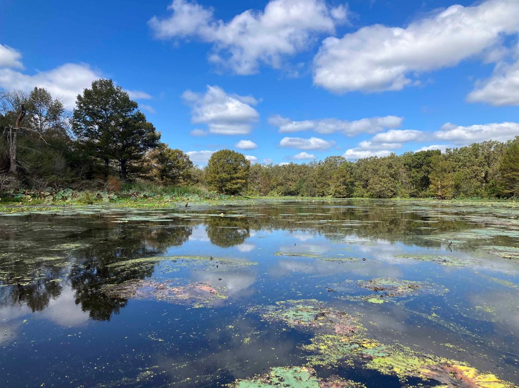 Kayak paddle scenery picture Mercer Bayou, Sulphur River WMA, Texarkana Arkansas