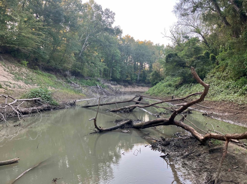 Kayak paddle scenery picture, Sulphur River, White Oak Creek WMA, launches near I-30 www.SawdustRiver.com