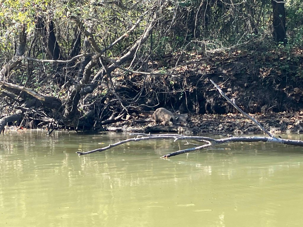 Kayak paddle scenery picture Sulphur River, Malden Lake Park Launch, Wright Patman Lake, www.SawdustRiver.com