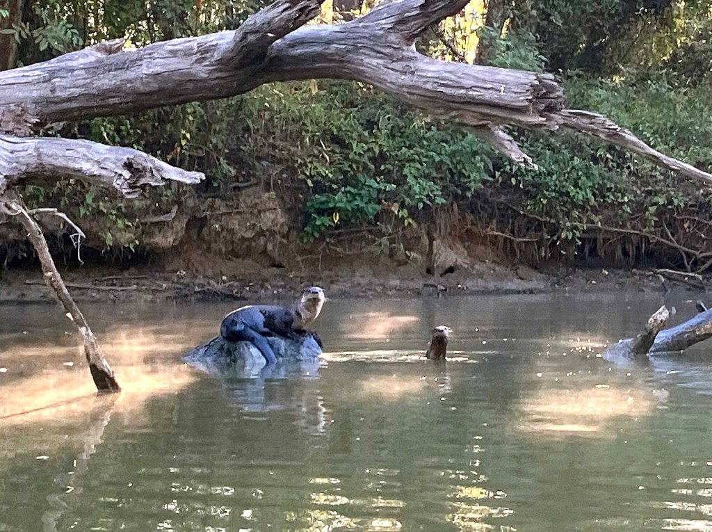 Kayak paddle scenery picture Sulphur River, 4128 Launch, above Wright Patman www.SawdustRiver.com