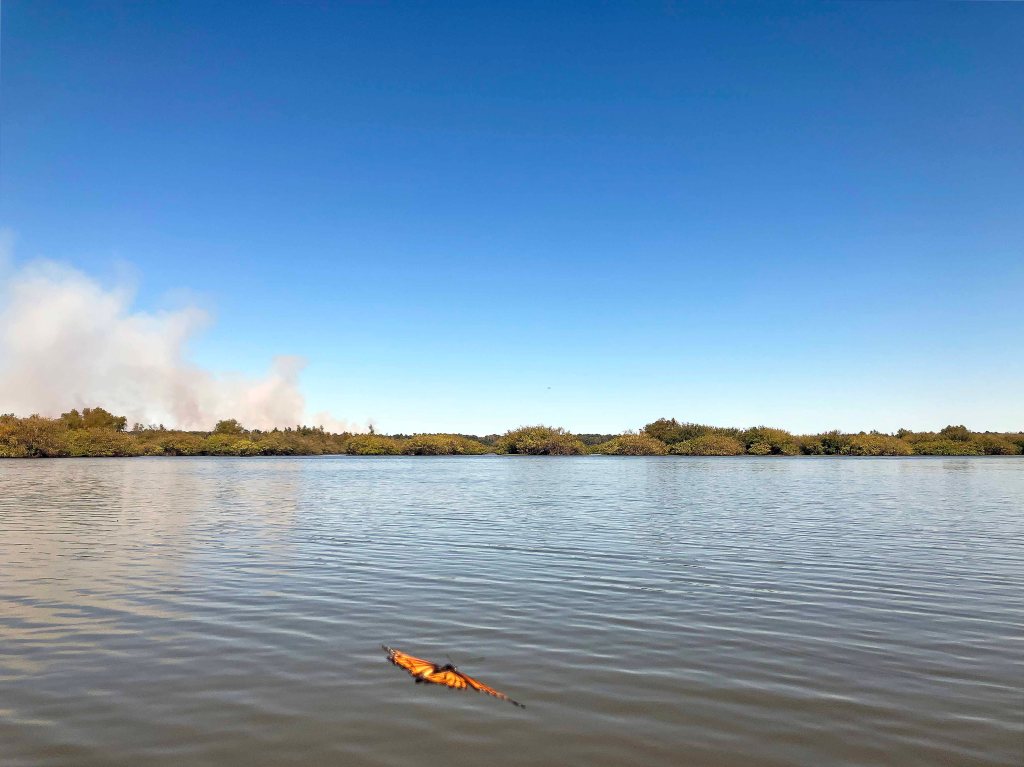 Kayak paddle scenery picture Sulphur River, Malden Lake Park Launch, Wright Patman Lake, www.SawdustRiver.com