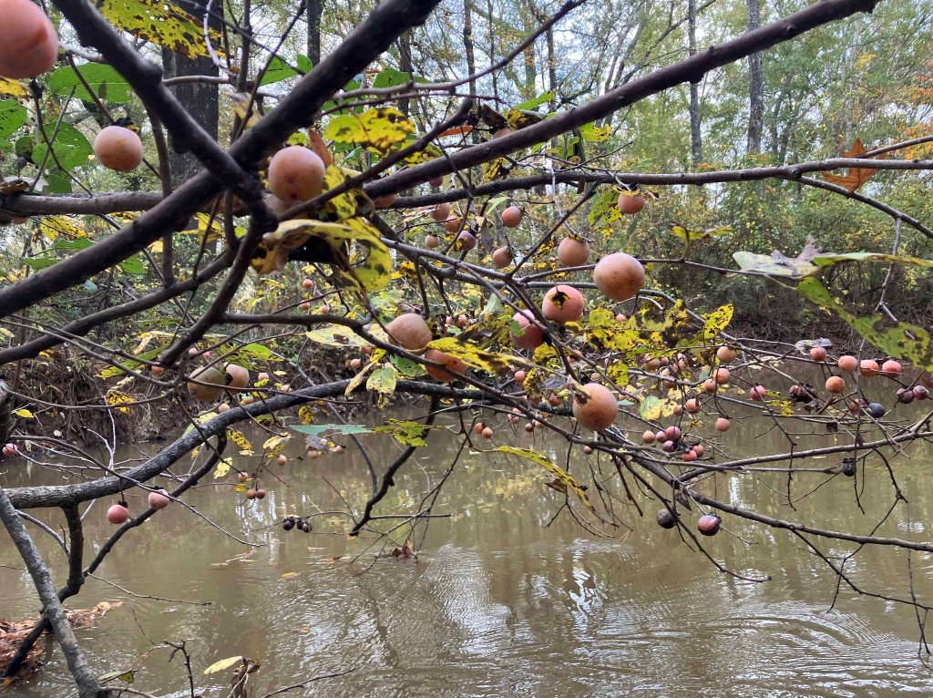 Kayak paddle scenery picture Neches River, Hwy 84 Launch, near Palestine, going up, www.SawdustRiver.com