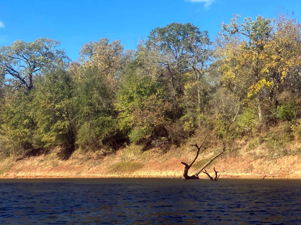 Kayak paddle scenery picture Twelve Mile Bayou, Soda Lake WMA, below Caddo, LA, www.SawdustRiver.com