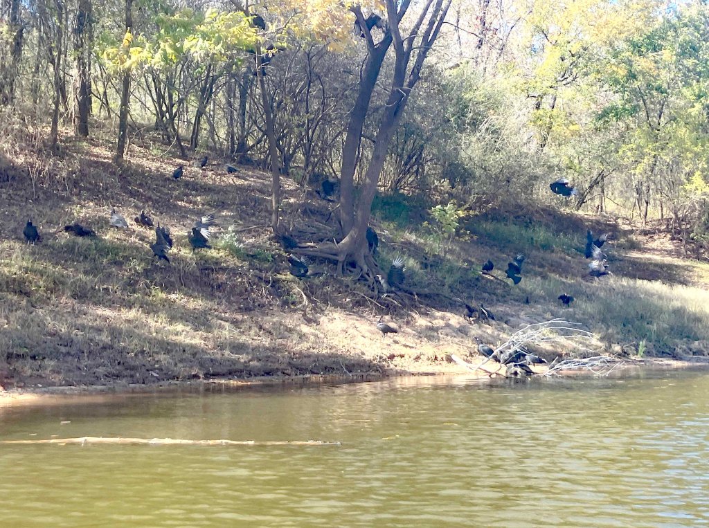 Kayak paddle scenery picture Twelve Mile Bayou, Soda Lake WMA, below Caddo, LA, www.SawdustRiver.com
