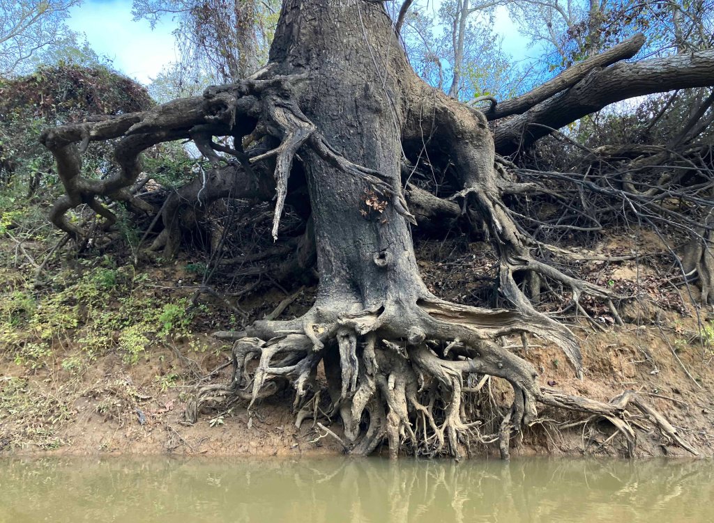 Kayak paddle scenery picture Neches River, Hwy 21 Launch, going up, www.SawdustRiver.com