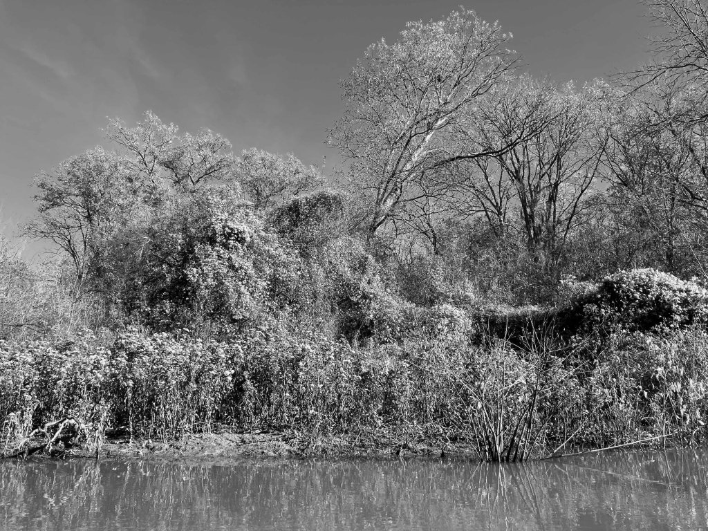 Kayak paddle scenery picture Neches River, Hwy 84 Access Launch, going down, www.SawdustRiver.com
