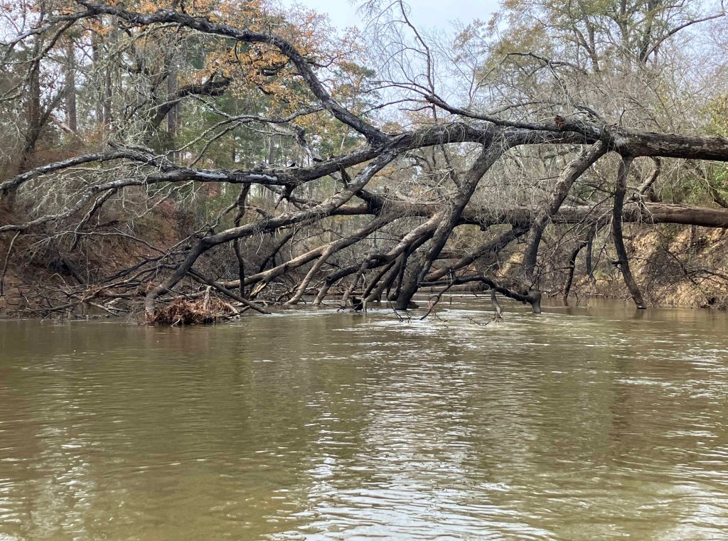 Kayak paddle scenery picture Neches River, Hwy 294 Launch, going up, www.SawdustRiver.com