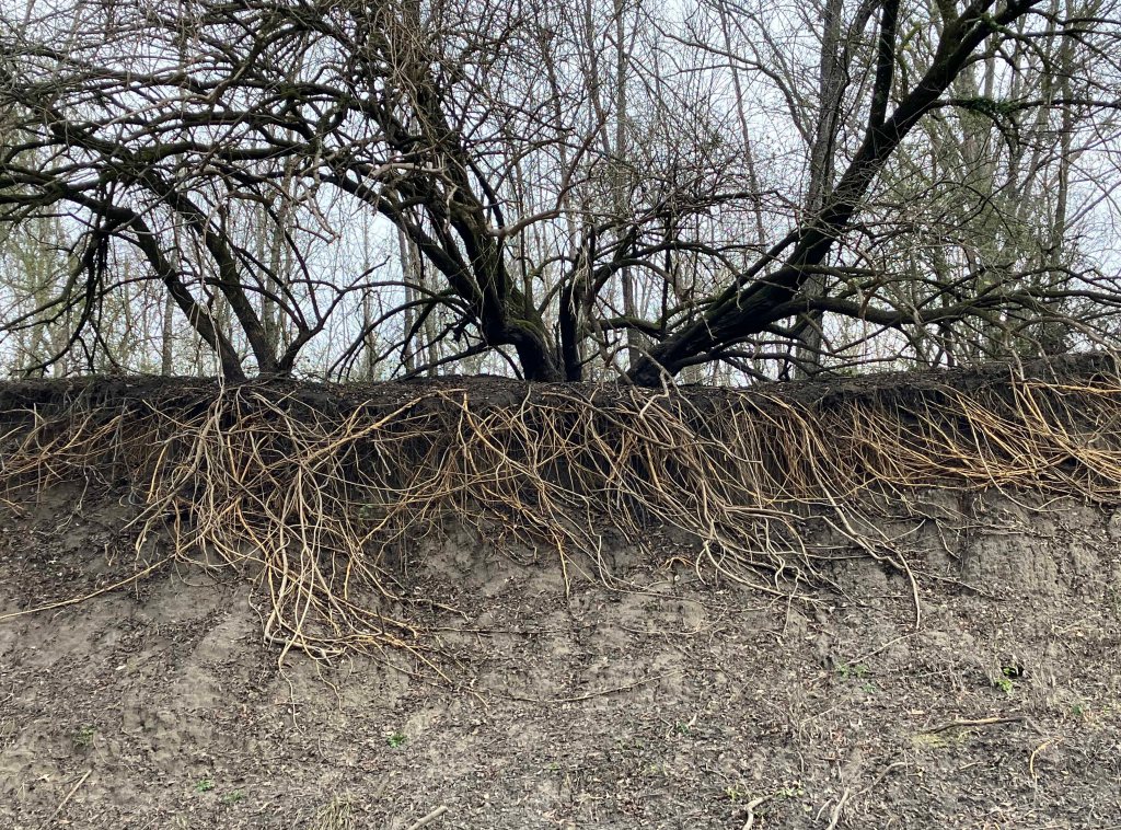 Kayak paddle scenery picture Sulphur River, Hwy 259 Launch going upstream, above Wright Patman www.SawdustRiver.com