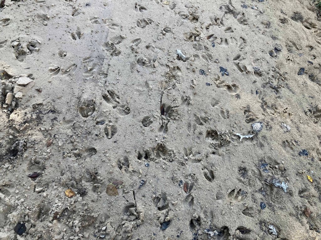 Kayak paddle scenery picture Neches River, Hwy 21 Launch, going up, www.SawdustRiver.com