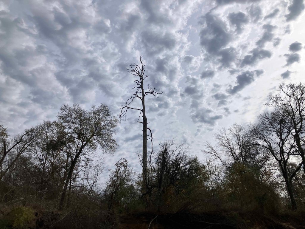 Kayak paddle scenery picture Neches River, Hwy 294 Launch, going up, www.SawdustRiver.com