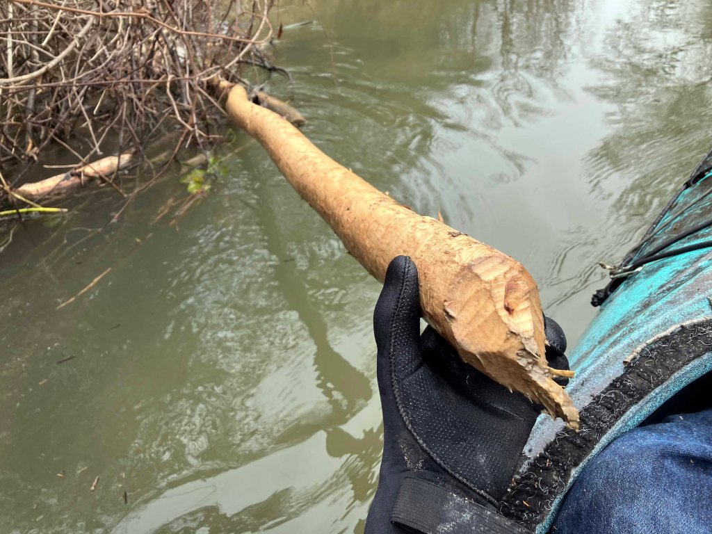 Kayak paddle scenery picture Sulphur River, Hwy 259 Launch going upstream, above Wright Patman www.SawdustRiver.com