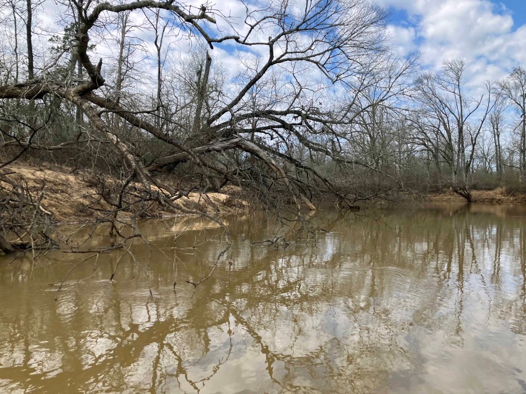 Kayak paddle scenery picture Neches River, Holly Bluff Launch, Alabama Creek WMA, going up, www.SawdustRiver.com