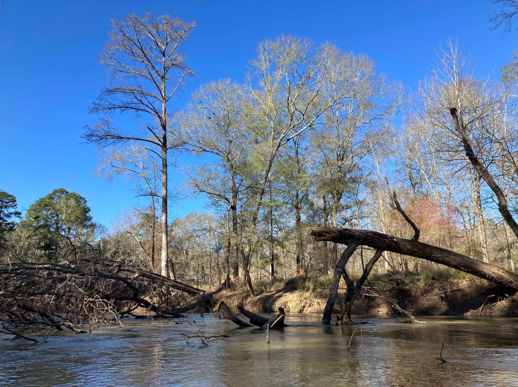 Kayak paddle scenery picture Neches River, Highway 59 Launch, going up, www.SawdustRiver.com
