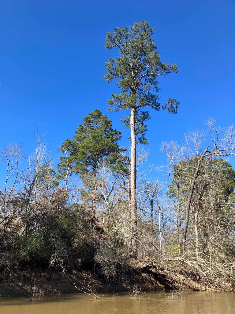 Kayak paddle scenery picture Neches River, Highway 59 Launch, going up, www.SawdustRiver.com