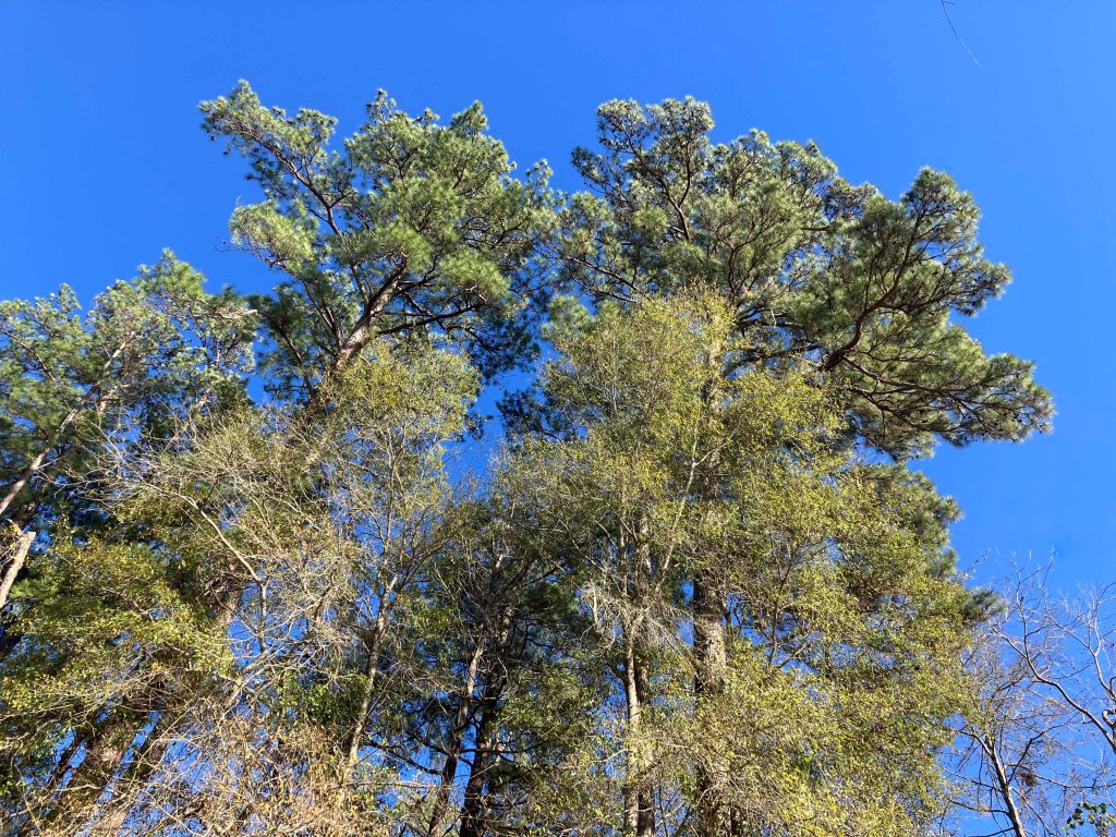 Kayak paddle scenery picture Neches River, Highway 59 Launch, going up, www.SawdustRiver.com