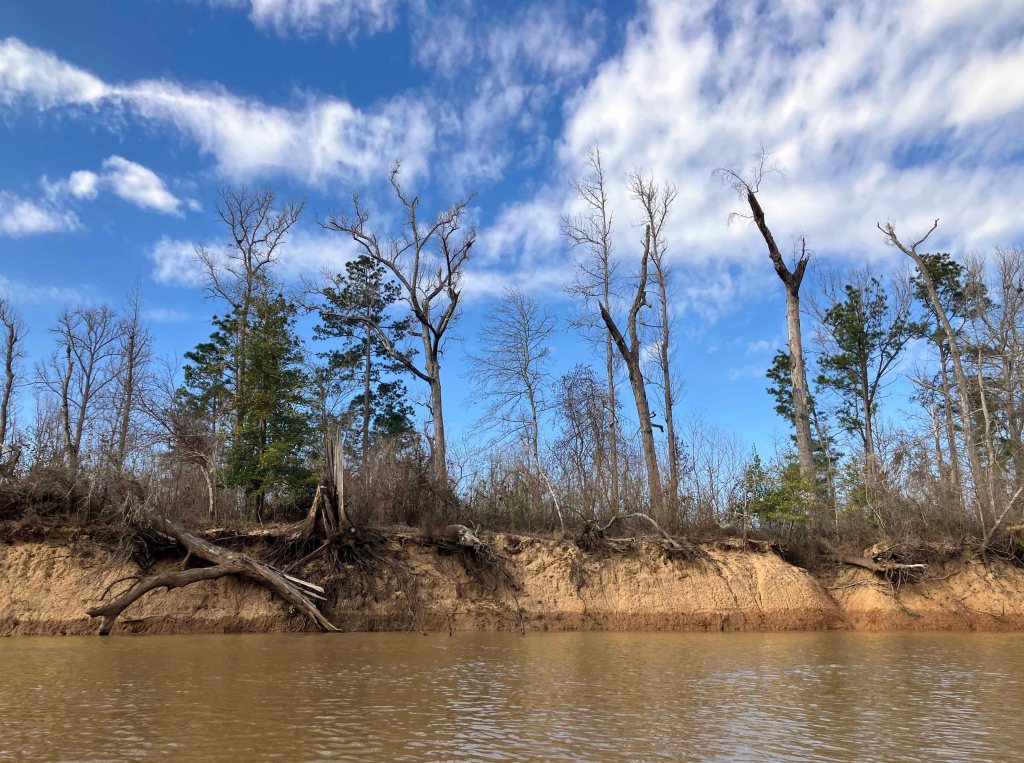 Kayak paddle scenery picture Neches River, Holly Bluff Launch, Alabama Creek WMA, going up, www.SawdustRiver.com